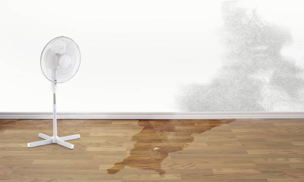 Best Water damage cleanup near me  in Friday Harbor, WA